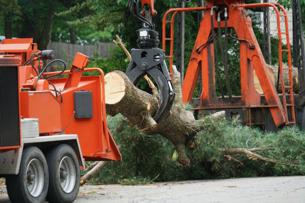 Why Choose Our Tree Removal Services in Port Wentworth, GA?